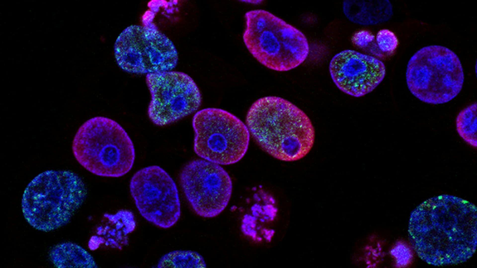 Clinical and bioprinting workflow automation — Humanex